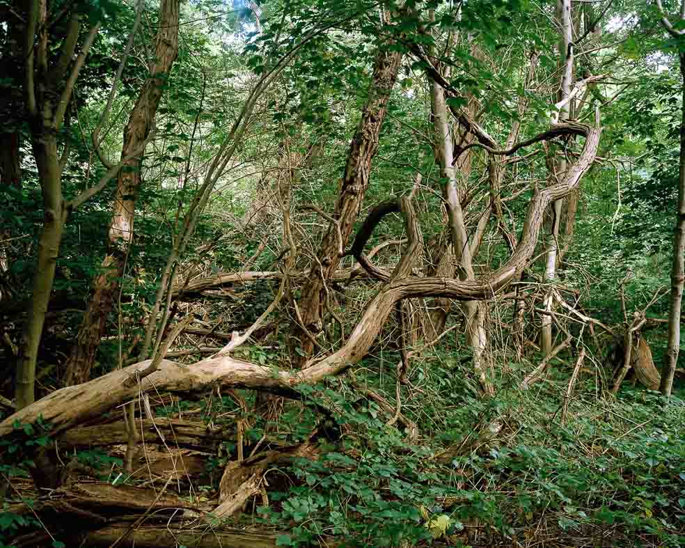 Sommer, umgestürzter Baumstamm zwischen Sträuchern